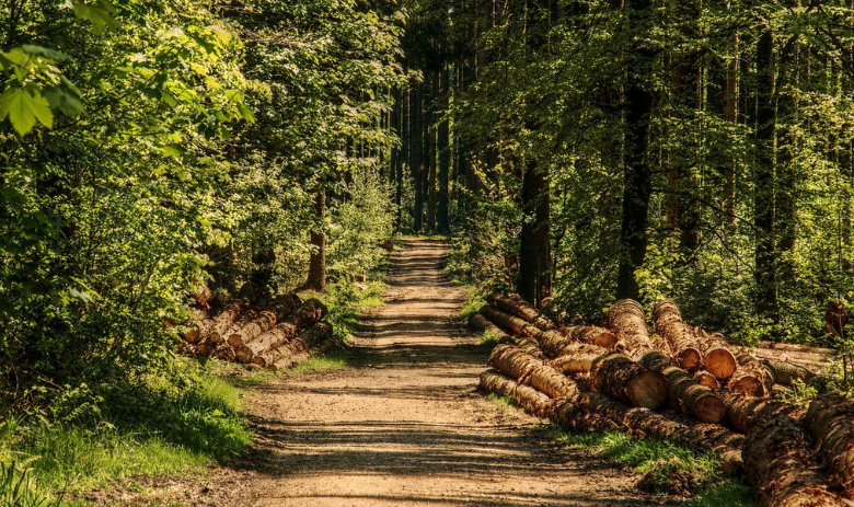 Natur Ein Waldweg